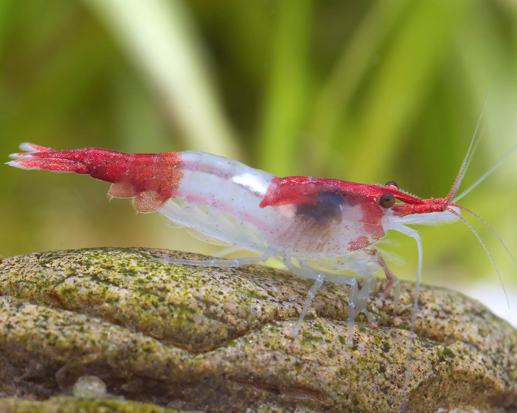 Red Rili Shrimp